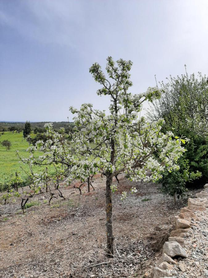 Willa Monte Da Casa Branca By Hi Alentejo São Bartolomeu da Serra Zewnętrze zdjęcie